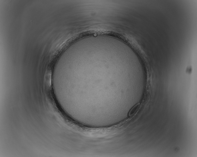 X0000116100021200912071310