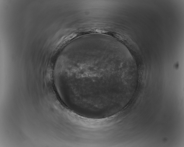 X0000116100035200912071310