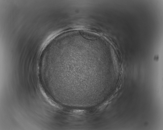 X0000116100055200912071309