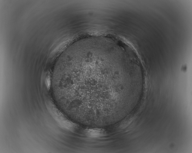 X0000116100069200912071309