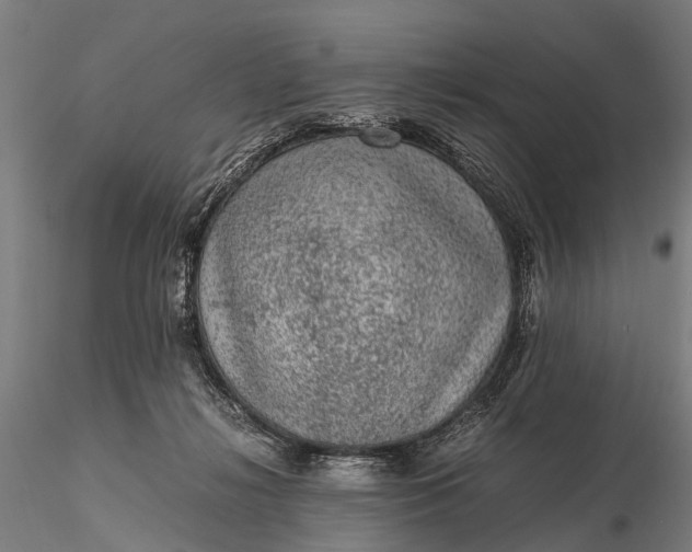 X0000116100268200912071307