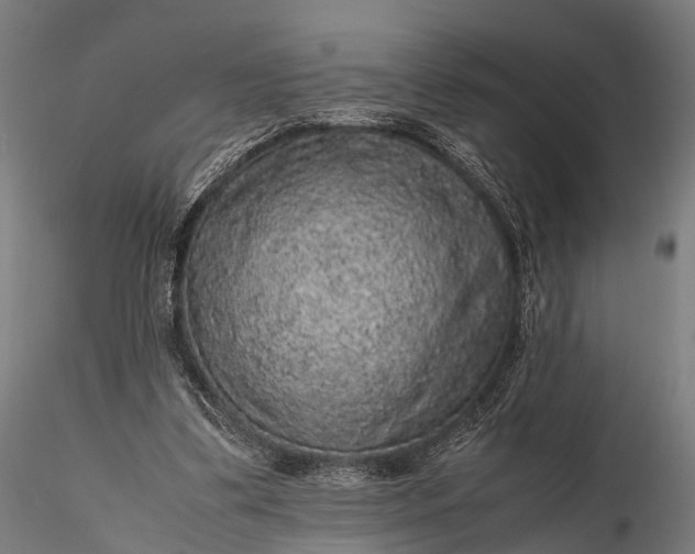 X0000116100299200912071306