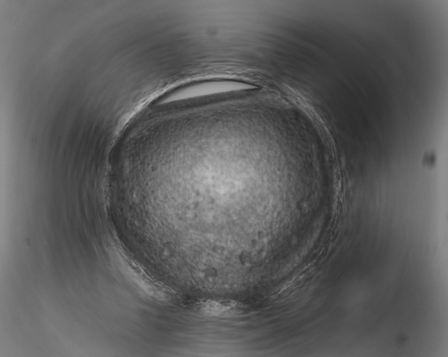 X0000116100346200912071305