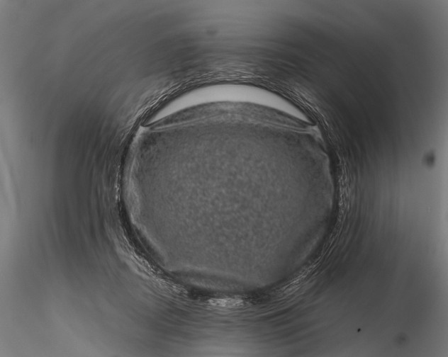 X0000116100362200912071305