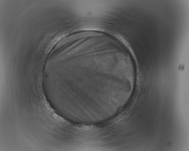 X0000116100385200912071305