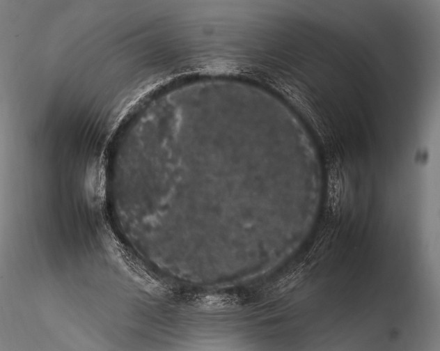 X0000116100584200912071302