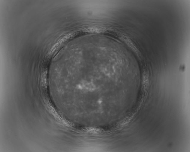 X0000116100585200912071302