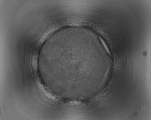 X0000116100586200912071302