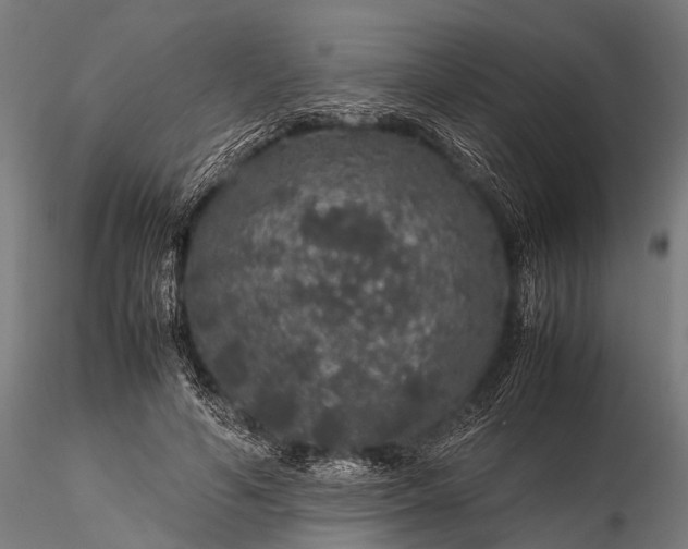 X0000116100594200912071301