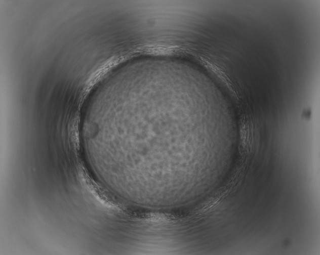 X0000116100682200912071300