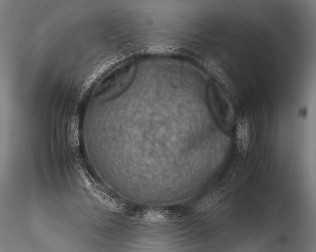 X0000116100684200912071300