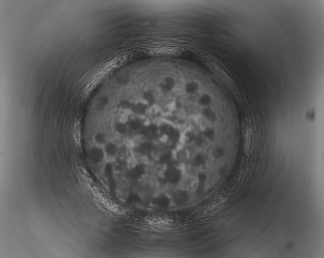 X0000116100729200912071259