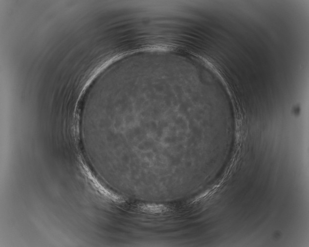 X0000116100835200912071258