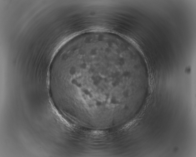 X0000116100839200912071258