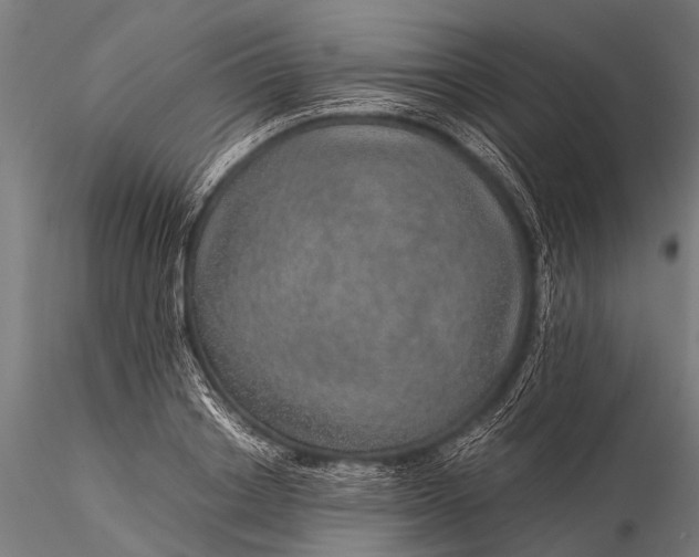 X0000116100842200912071258