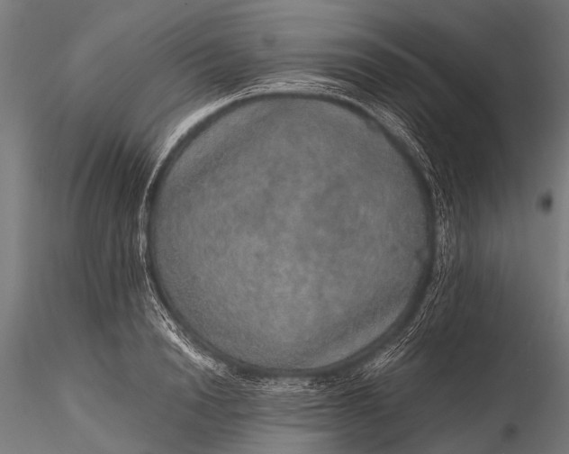 X0000116100846200912071258