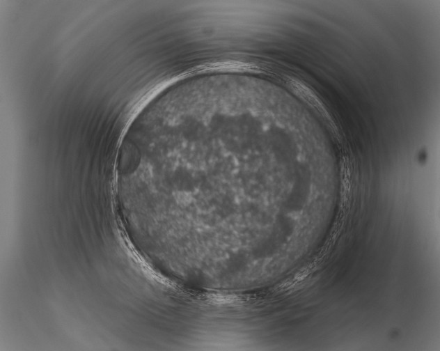 X0000116100852200912071258