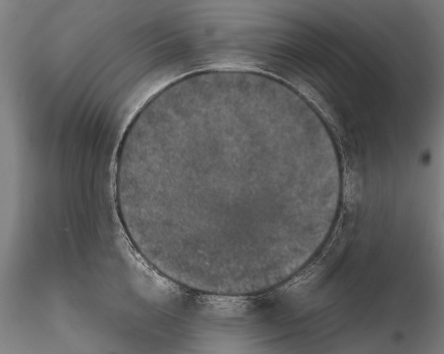 X0000116100856200912071258