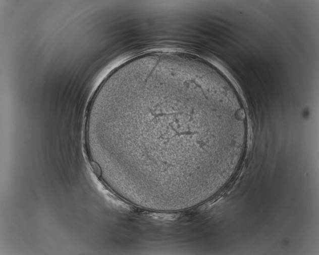 X0000116100861200912071258