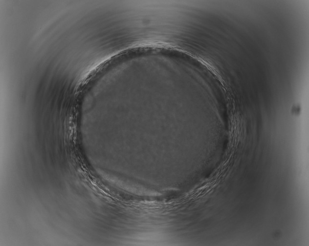 X0000116100872200912071257