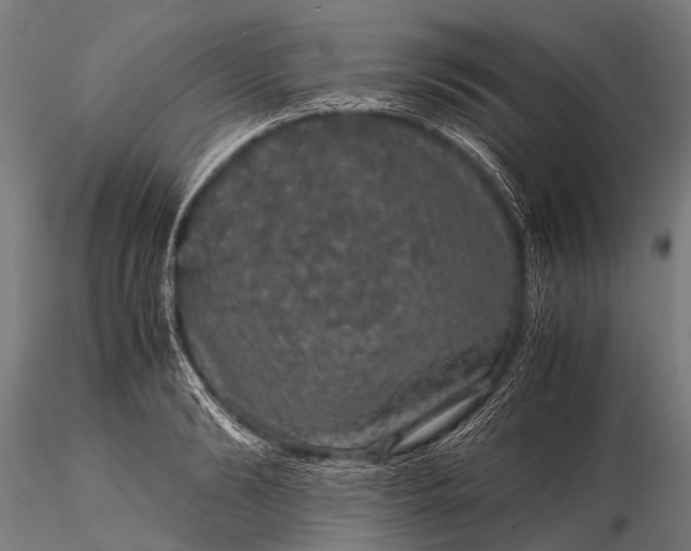 X0000116100894200912071257