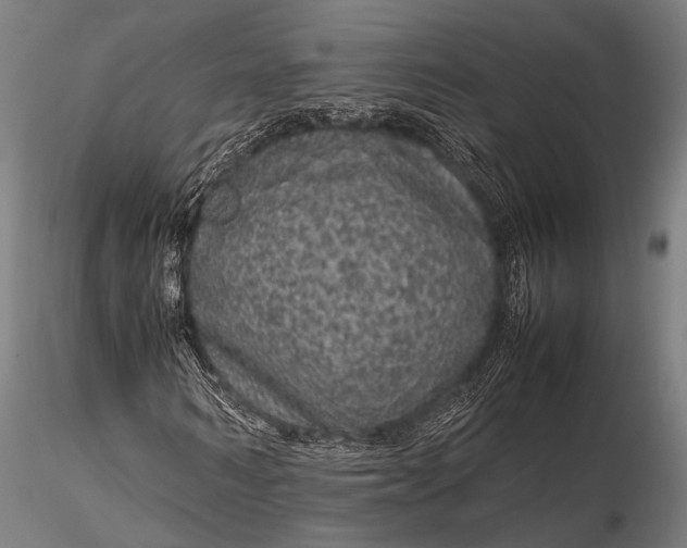 X0000116100962200912071256