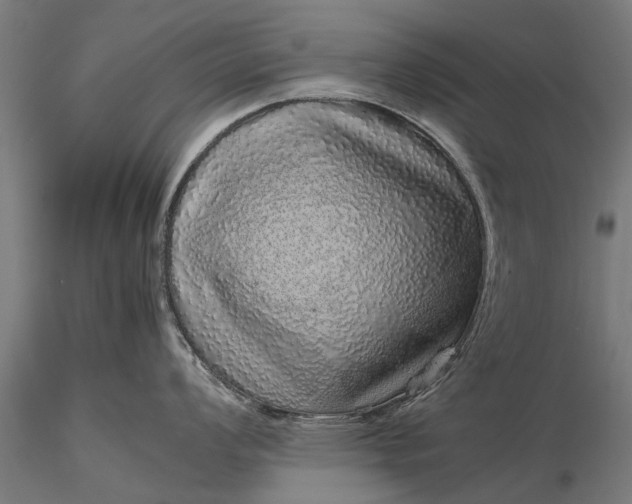 X0000116101008200912071255