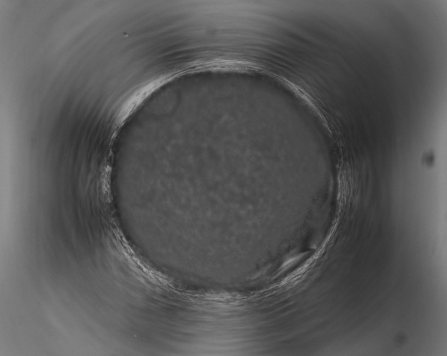 X0000116101066200912071254