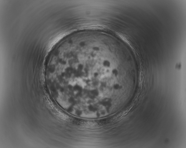 X0000116101071200912071254