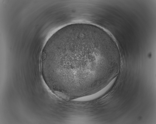 X0000116101295200912071250