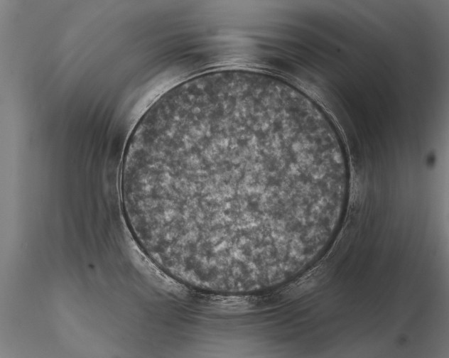 X0000116101338200912071250