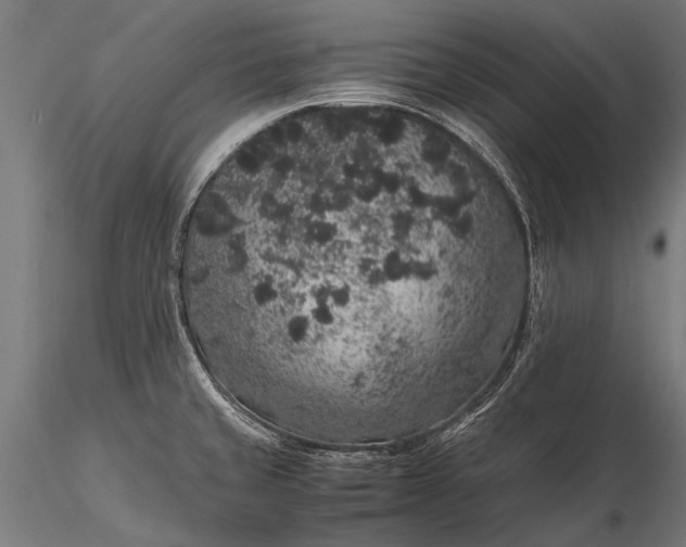 X0000116101429200912071249