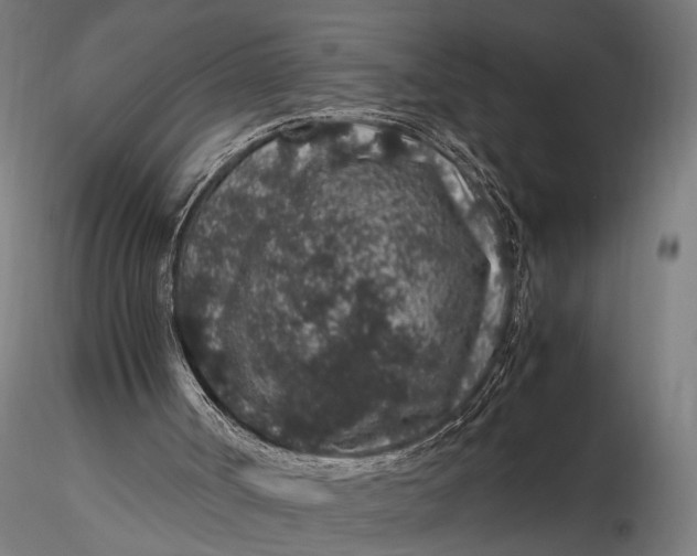 X0000116100002200912141008