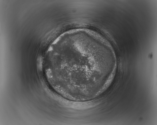 X0000116100026200912141007