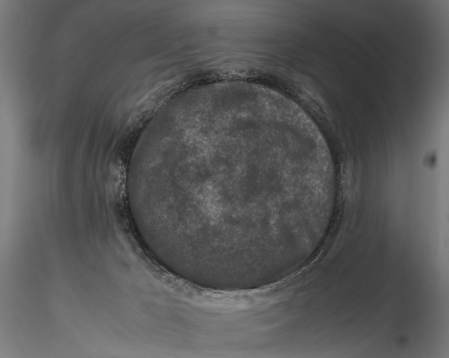 X0000116100029200912141007