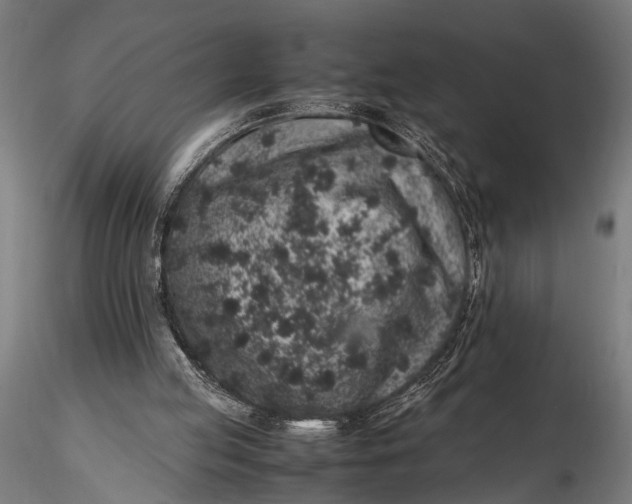 X0000116100053200912141006