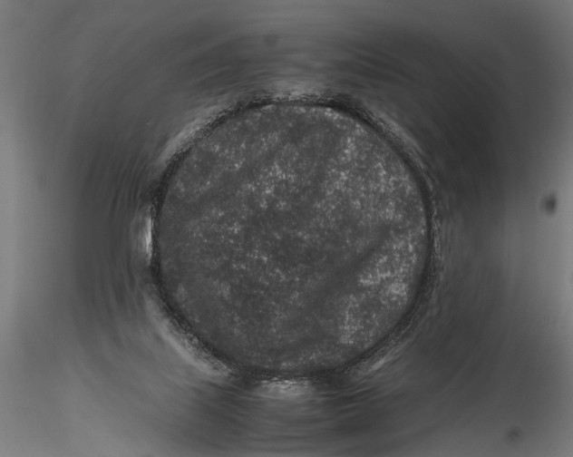 X0000116100067200912141006