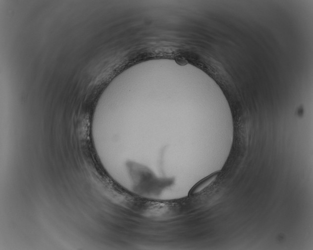 X0000116100083200912141007