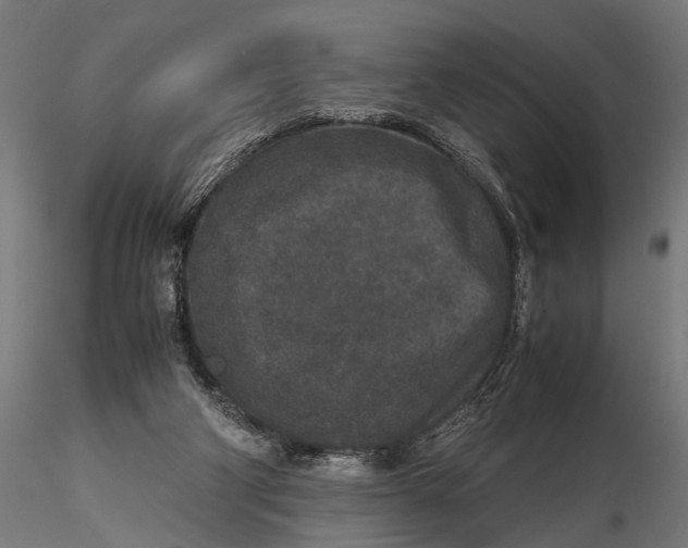 X0000116100114200912141006