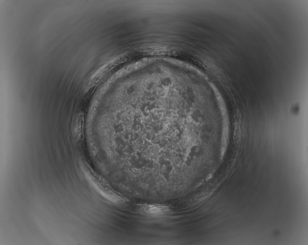 X0000116100165200912141005