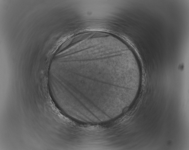 X0000116100385200912141001