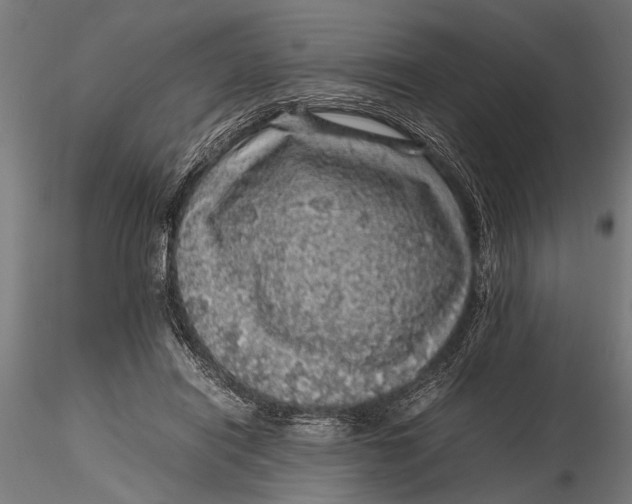 X0000116100454200912141000