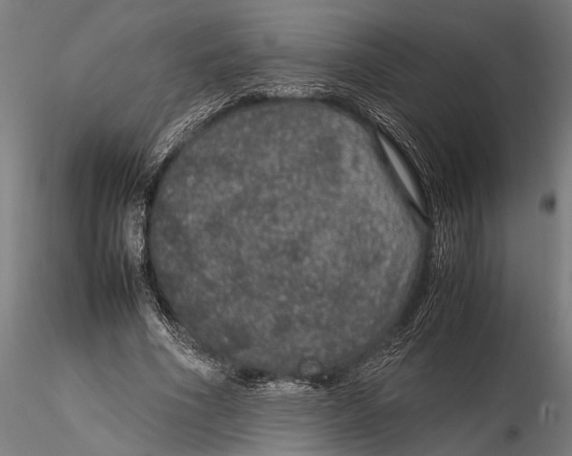 X0000116100586200912140959