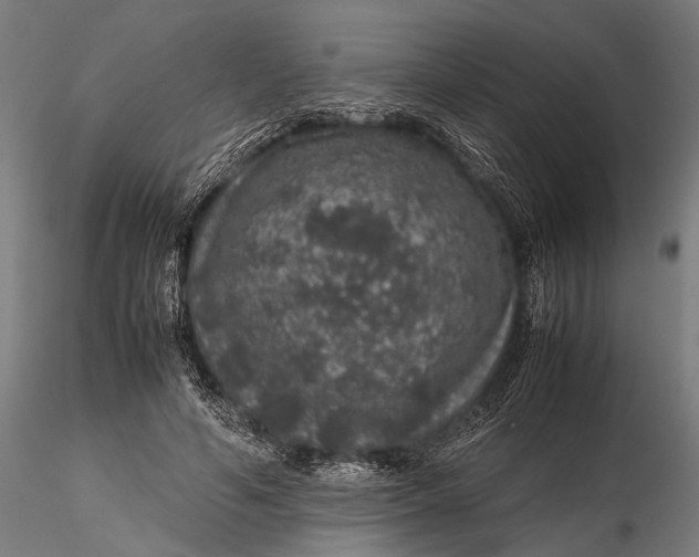 X0000116100594200912140959