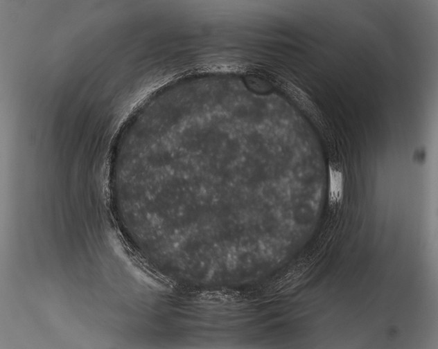 X0000116100627200912140957