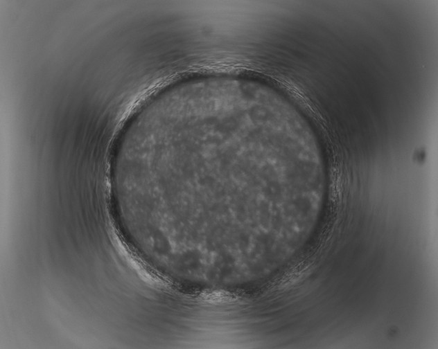 X0000116100634200912140958