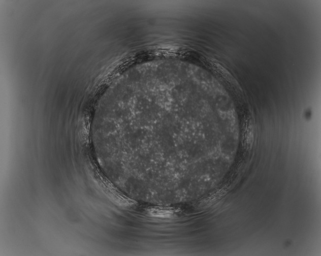 X0000116100661200912140958