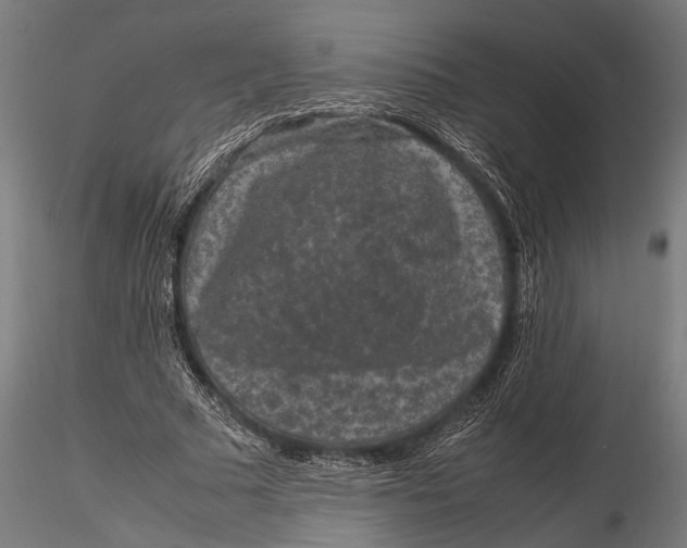 X0000116100681200912140957