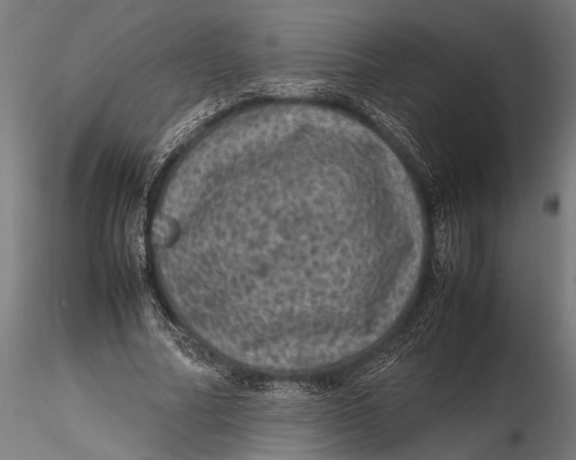 X0000116100682200912140957