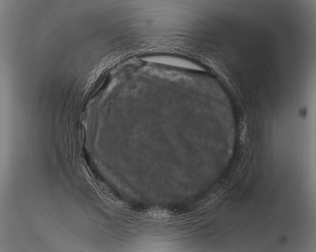 X0000116100685200912140957